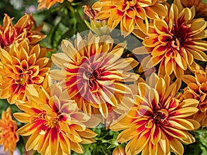 Dwarf dahlia flowers in bloom in summer UK