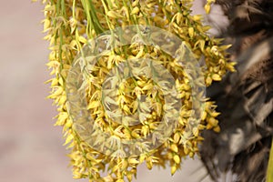 Dwarf Date Palm, Phoenix roebelenii, subtropical spreading palm