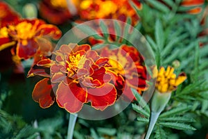 Dwarf double cultivar with deep maroon-mahogany flowers and orange centres Tagetes patula, French Marigold â€˜Tiger Eyes