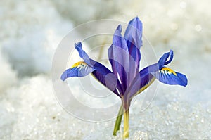The close up of Purple-blue Iris in snow photo