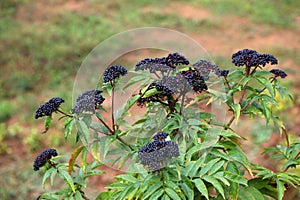 Dwarf elderberry medicinal plant in Spain