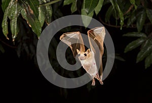 Dwarf epauletted fruit bat (Micropteropus pussilus) flying at night.