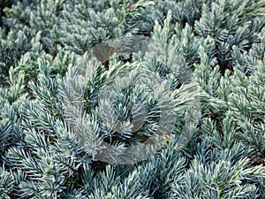 Flaky juniper or singleseed juniper (juniperus squamata )\'Blue star\' photo