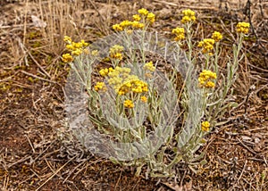 Dwarf everlast Helichrysum arenarium flowers