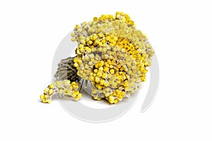 Dwarf everlast herb Helichrysum arenarium flowers for tea, aroma oil and alternative medicine and treatment