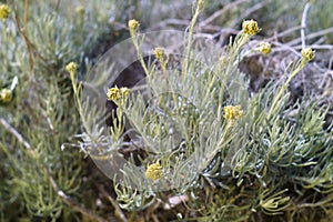 Dwarf everlast or Immortelle (Helichrysum arenarium)