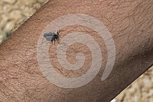 Dwarf Fat-tailed Scopion Orthochirus Scrobiculosus Negebensis on a Man`s Arm