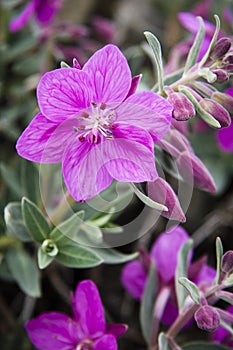 Dwarf Fireweed