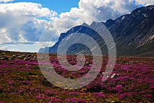 Dwarf Fireweed in Auyuittuq