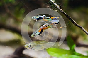 Dwarf fish Endler guppy, Poecilia wingei, adult males courtship a female, nature biotope aquarium with algae