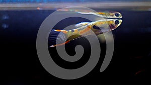 Dwarf fish Guppy endler, young adult male at water surface with its reflection on dark background