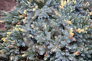 Dwarf form of flaky juniper ( (Juniperus squamata photo