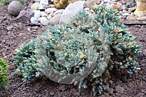 Dwarf form of flaky juniper ( (Juniperus squamata