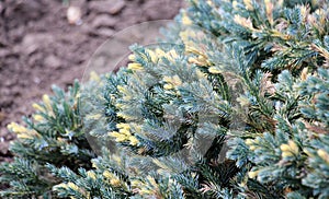 Dwarf form of flaky juniper ( (Juniperus squamata photo