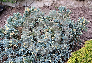 Dwarf form of flaky juniper ( (Juniperus squamata