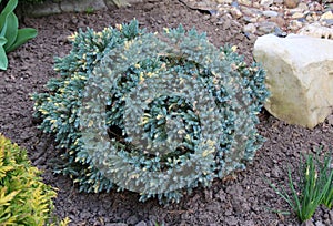 Dwarf form of flaky juniper ( (Juniperus squamata