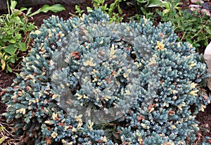Dwarf form of flaky juniper ( (Juniperus squamata