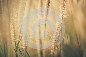 Dwarf Foxtail Grass vintage
