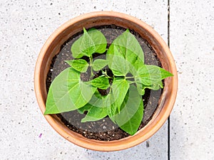 Dwarf French bean or common bean Faraday, Phaseolus vulgaris, top view of young plant growing in terracotta plant pot