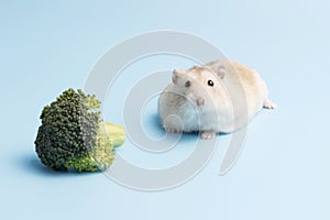 Dwarf furry hamster and broccoli in feeding trough on blue background
