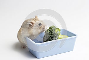 Dwarf furry hamster and broccoli in feeding trough on white background