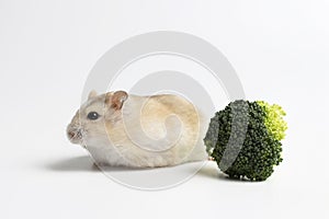 Dwarf furry hamster and broccoli in feeding trough on white background