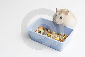 Dwarf furry hamster eats food next to feeding trough isolated on white background