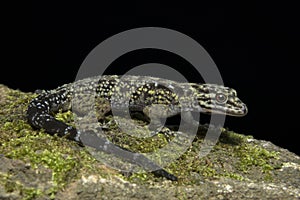 Dwarf gecko, female Cnemaspis sp, Gekkonidae, Wildlife sanctuary, Kerala, India