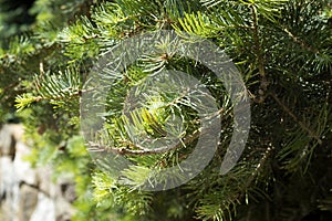 Dwarf Globe Scots Pine Pinus sylvestris Globosa Nana evergreen shrub. Green needles with drops of rain. Macro