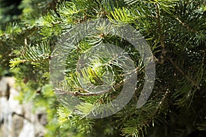 Dwarf Globe Scots Pine Pinus sylvestris Globosa Nana evergreen shrub. Green needles with drops of rain. Macro photo