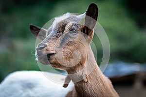 dwarf goat in a green background photo