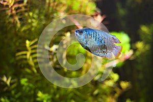 Dwarf gourami