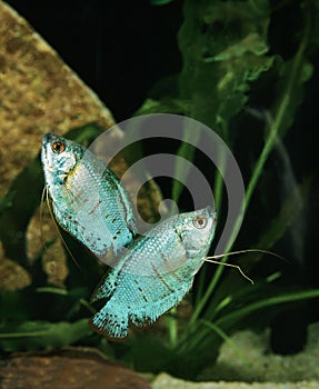 Dwarf Gourami, colisa lalia