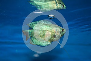 Dwarf gourami Colisa lalia in freshwater aquarium