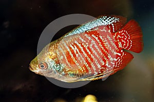 dwarf gourami, or gouramies, are a group of freshwater anabantiform fish that comprise the family Osphronemidae