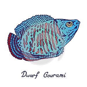 Dwarf Gourami Trichogaster lalius, hand drawn doodle, sketch