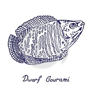 Dwarf Gourami Trichogaster lalius, hand drawn doodle, sketch