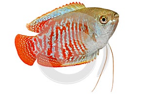 Dwarf gourami Trichogaster lalius tropical aquarium fish photo