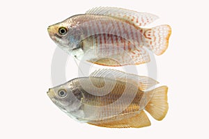 Dwarf gourami on white background