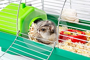 Dwarf gray hamster. Little house.Cute baby hamster, standing facing front.hamster eating food