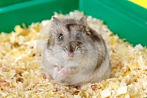 Dwarf gray hamster. Little house.Cute baby hamster, standing facing front.hamster eating food