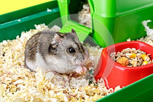 Dwarf gray hamster. Little house.Cute baby hamster, standing facing front.hamster eating food