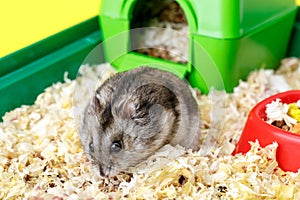 Dwarf gray hamster. Little house.Cute baby hamster, standing facing front.hamster eating food