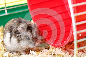 Dwarf gray hamster. Little house.Cute baby hamster, standing facing front.hamster eating food