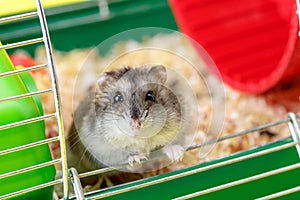 Dwarf gray hamster. Little house.Cute baby hamster, standing facing front.hamster eating food