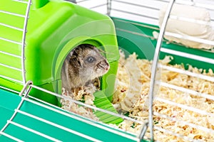 Dwarf gray hamster. Little house.Cute baby hamster, standing facing front.hamster eating food