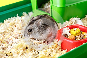 Dwarf gray hamster. Little house.Cute baby hamster, standing facing front.hamster eating food