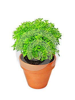 Dwarf Greek basil in clay pot isolated