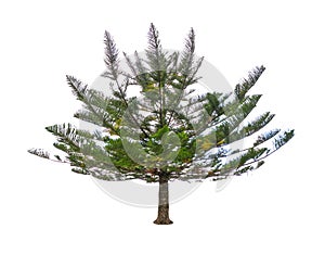 Dwarf green pine tree isolated on white background.