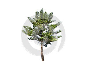 Dwarf green pine tree isolated on white background.